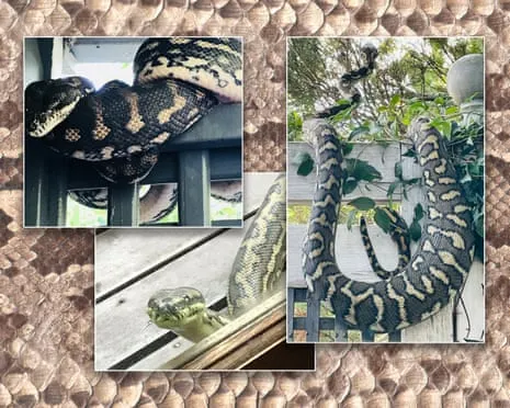 Embracing my Serpents in the Roof: A Journey from Anxiety to Respect